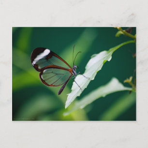 Dana Postcard Postkarte