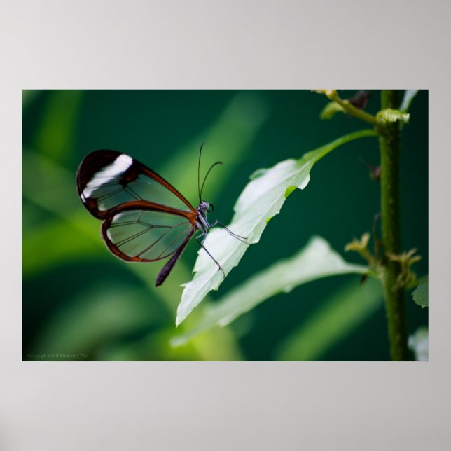 Dana Print Poster (Vorne)