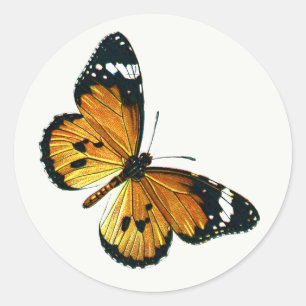 Danaus chrysippus - Schlichter Tiger oder afrikani Runder Aufkleber