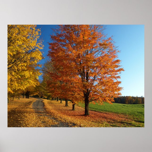 Danby Vermont Autumn Leaves Poster (Vorne)