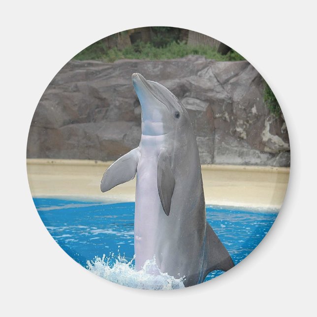 Dancing Dolphin Magnet (Vorne)