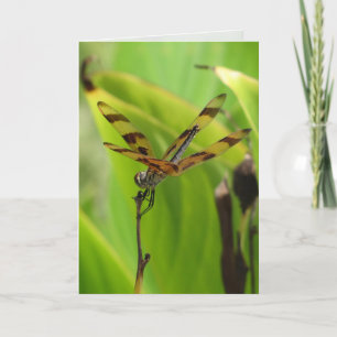 Dancing Dragonfly-Grußkarte Karte