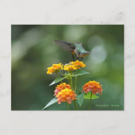 Dancing Jewel Postkarte