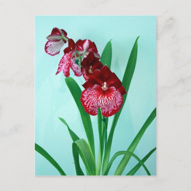 Dancing Ladys Orchids Postkarte (Vorderseite)