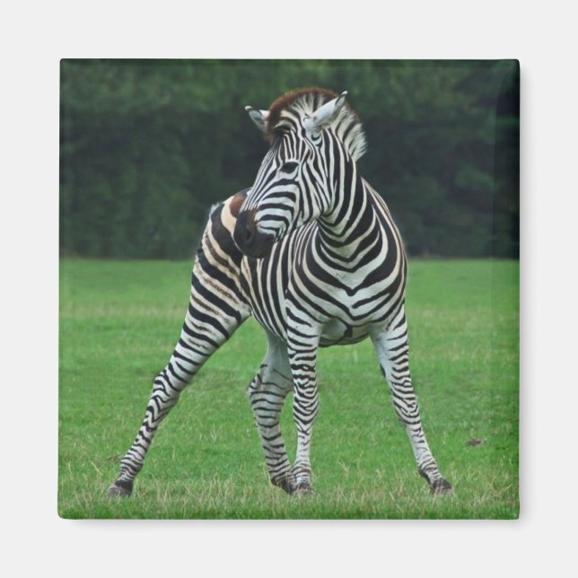 Dancing Zebra-Magnet Magnet (Vorne)