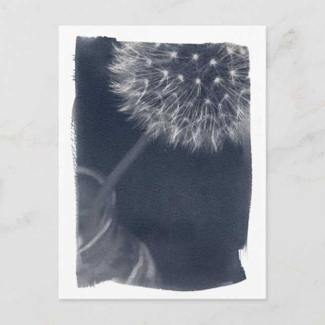 Dandalion Coffee Cyanotype Postkarte (Vorderseite)