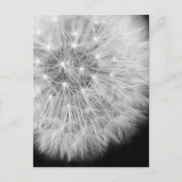 Dandalion Postkarte