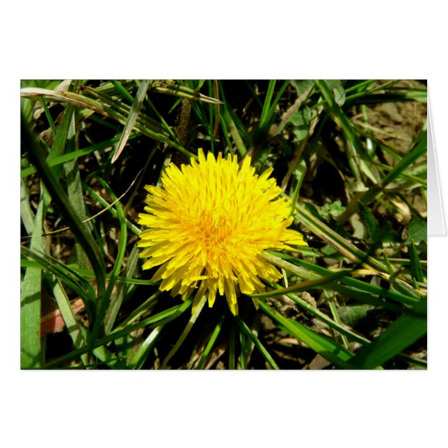 Dandelion (Vorderseite (Horizontal))