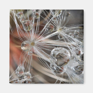 Dandelion Abstrakt Magnet