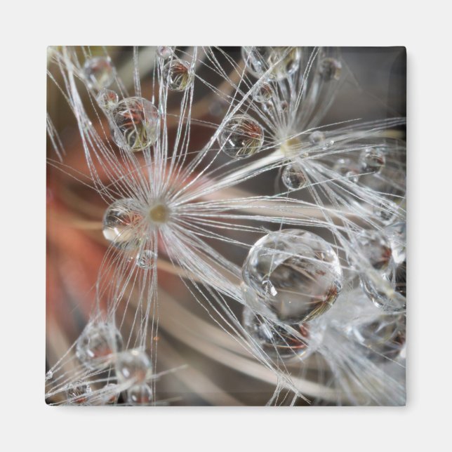 Dandelion Abstrakt Magnet (Vorne)