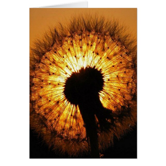 Dandelion au coucher du soleil (Devant)