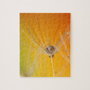 Dandelion blüht Blume Destiny Peace Liebe Art