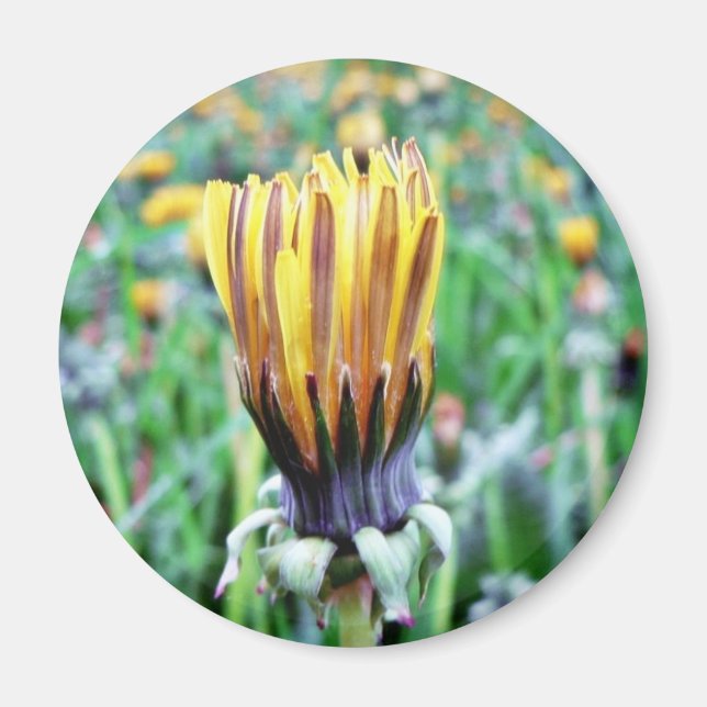 Dandelion-Blume fast in Bloom Magnet (Vorne)