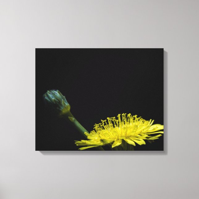 Dandelion-Blume Leinwanddruck (Vorderseite)