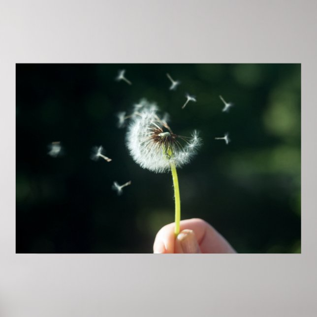 Dandelion-Blume Poster (Vorne)