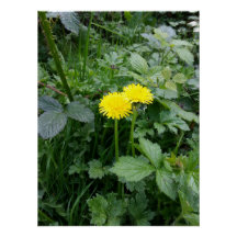 Dandelion-Blume
