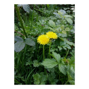 Dandelion-Blume Poster