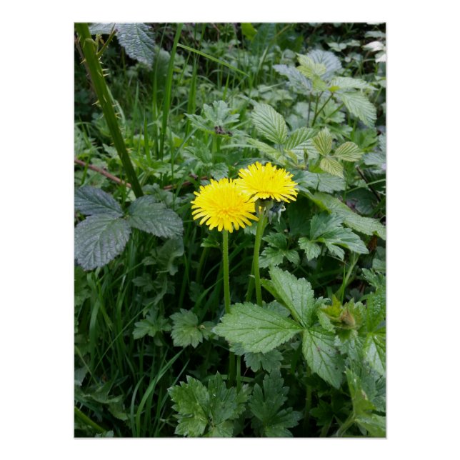 Dandelion-Blume Poster (Vorderseite)