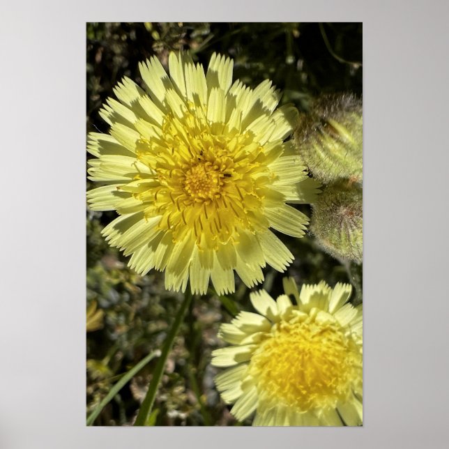 Dandelion-Blume Poster (Vorne)