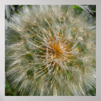 Dandelion-Blume