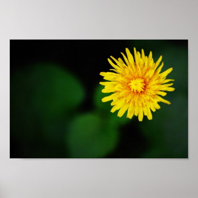 Dandelion Blume Poster (Vorne)