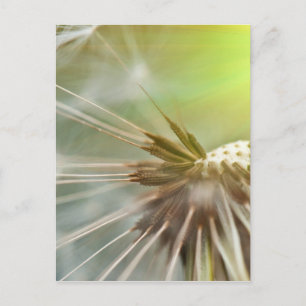 Dandelion-Blume Postkarte
