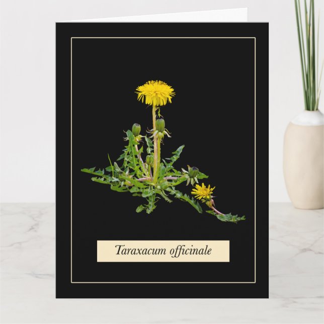 Dandelion botanical karte (Vorderseite)