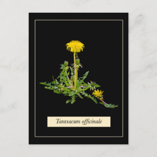 Dandelion botanical postkarte