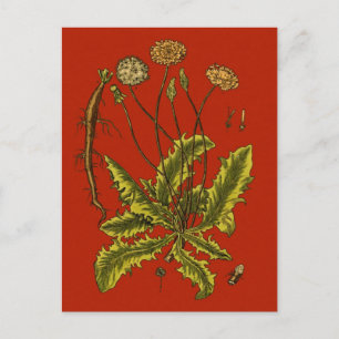 Dandelion Botanische Illustration Postkarte