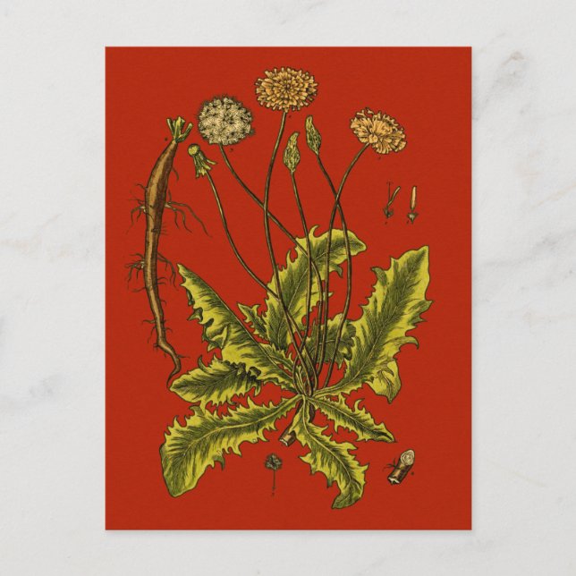 Dandelion Botanische Illustration Postkarte (Vorderseite)