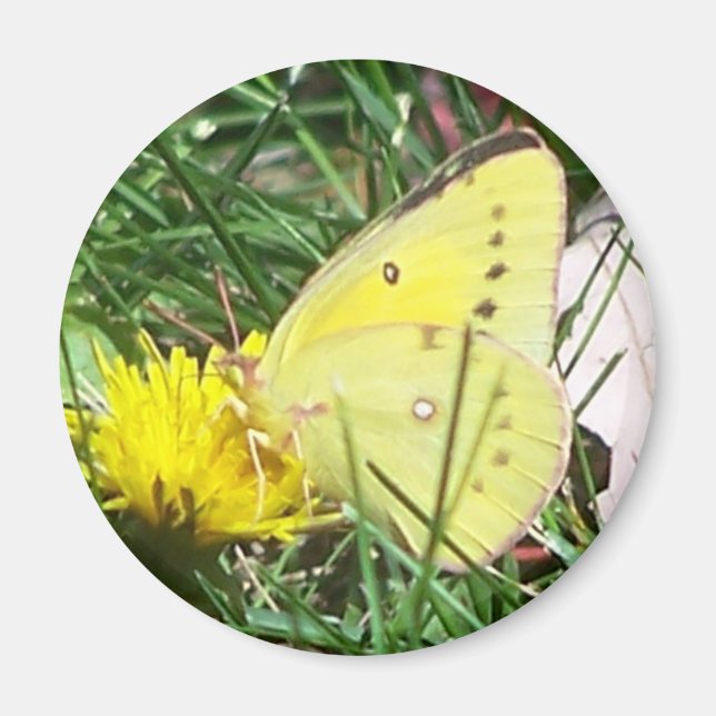 Dandelion Butterfly Magnet (Vorne)