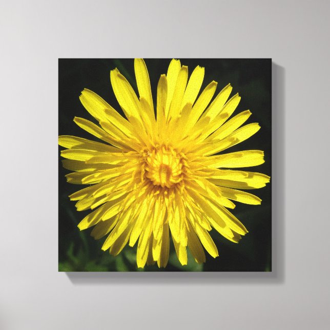 Dandelion Canvas Print Leinwanddruck (Vorderseite)