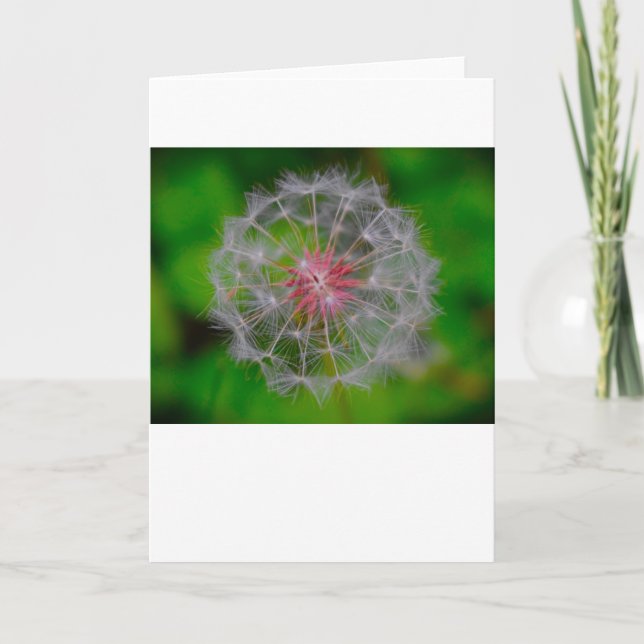 Dandelion, carte (Devant)