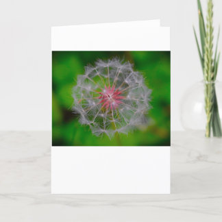 Dandelion, carte