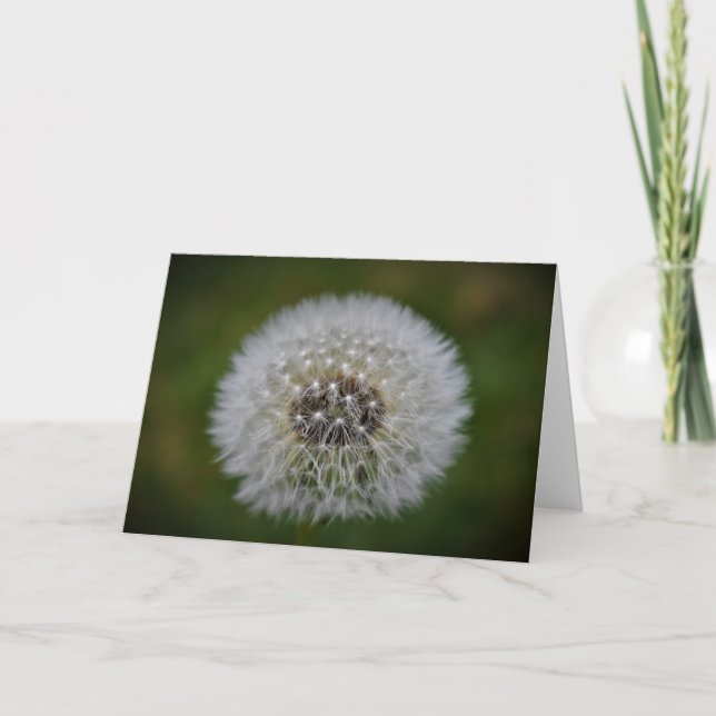 Dandelion, carte (Devant)
