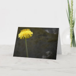 Dandelion, carte