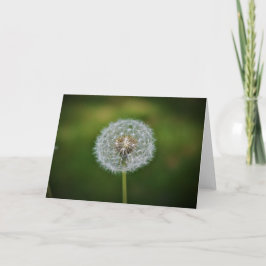 Dandelion, carte