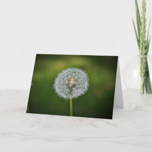 Dandelion, carte