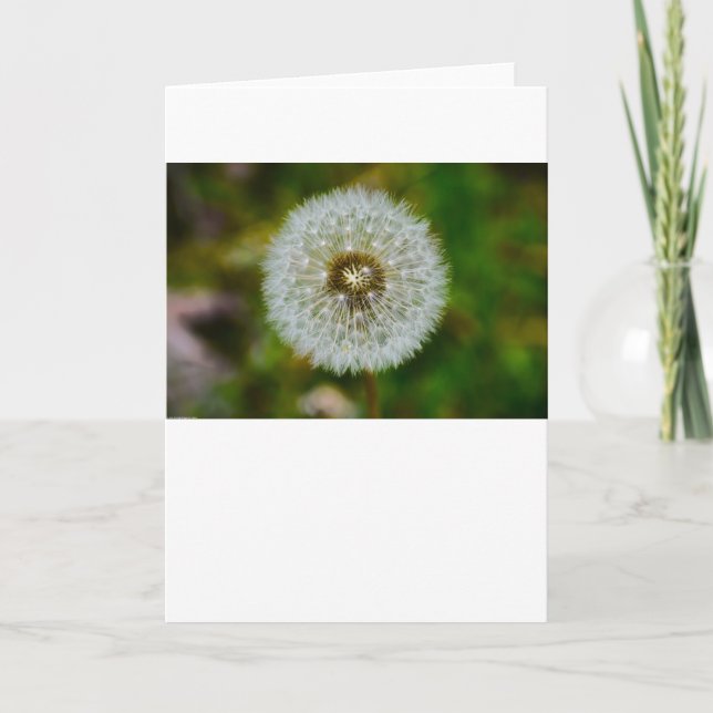 Dandelion, carte (Devant)