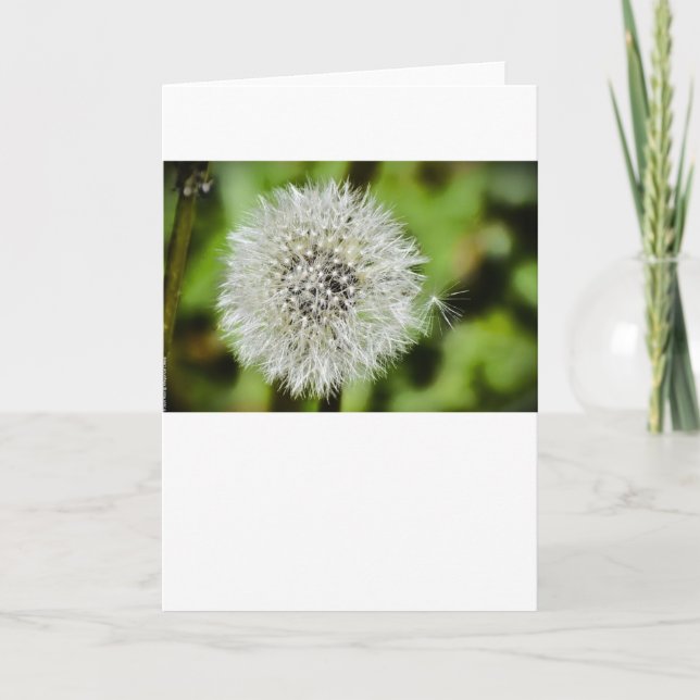 Dandelion, carte (Devant)