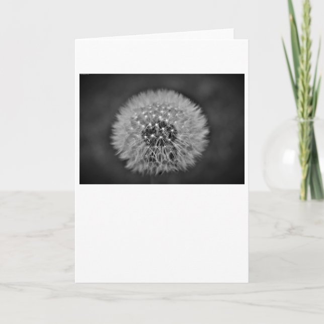 Dandelion, carte (Devant)