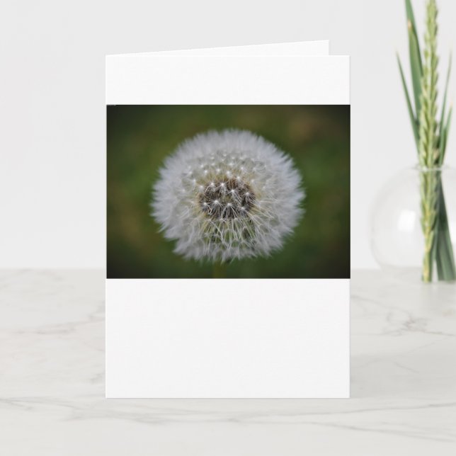 Dandelion, carte (Devant)