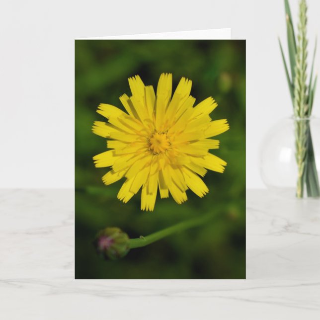 Dandelion, carte (Devant)