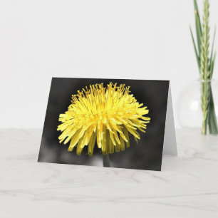 Dandelion, carte