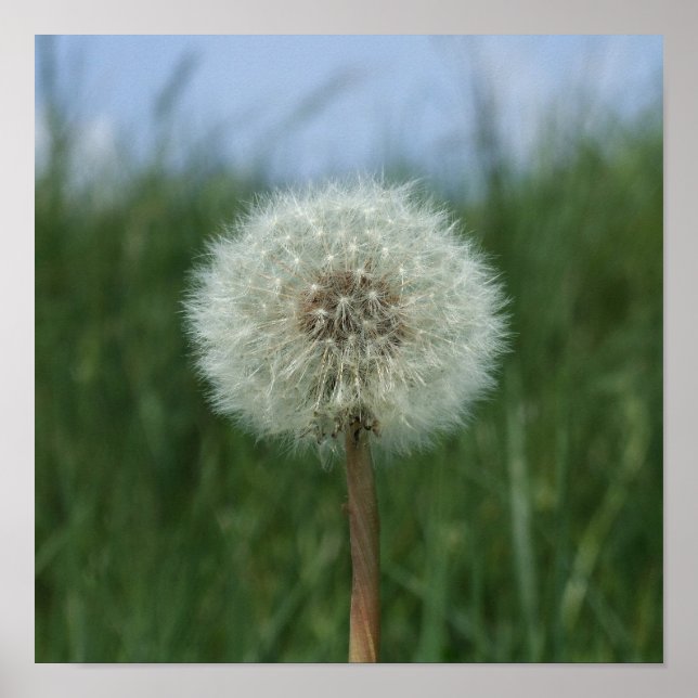 Dandelion Clock Poster (Vorne)