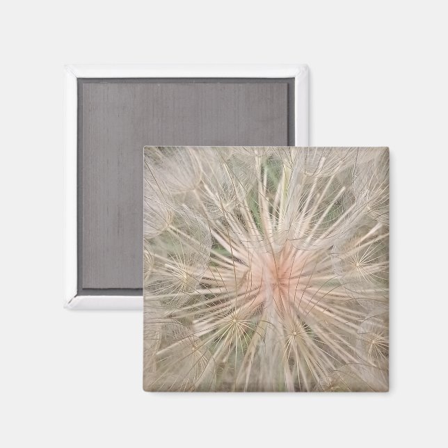 Dandelion Close Up Magnet (Recto/Verso)