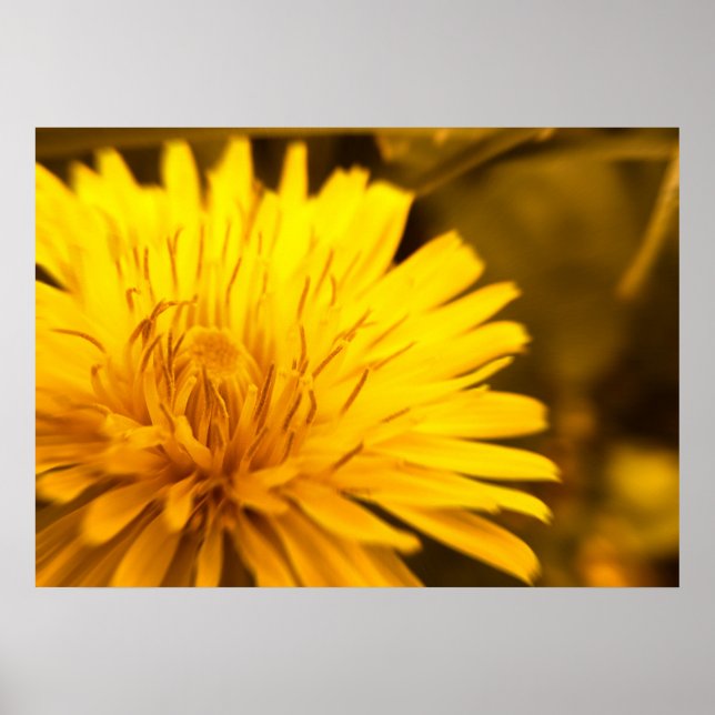 Dandelion Closeness Poster (Vorne)
