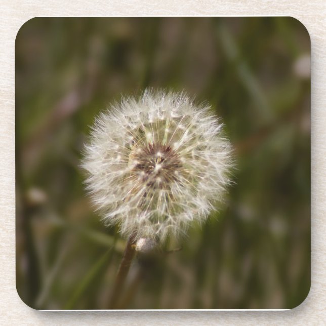 Dandelion Cork Untersetzer (Vorderseite)