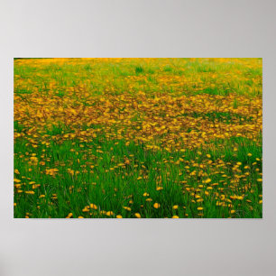 Dandelion Field Poster