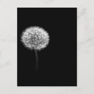 Dandelion Head Postkarte